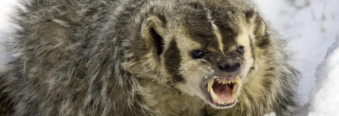 fierce badger